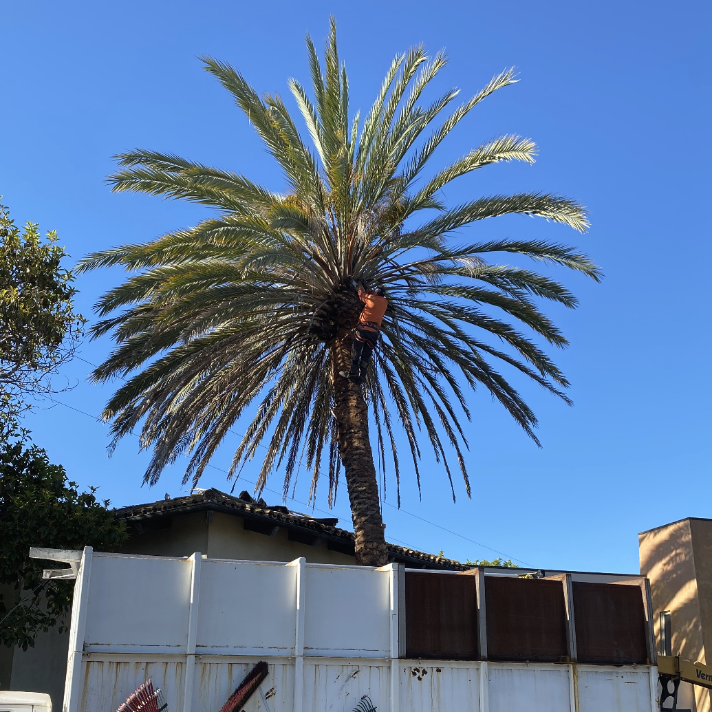 Palm Tree Trimming