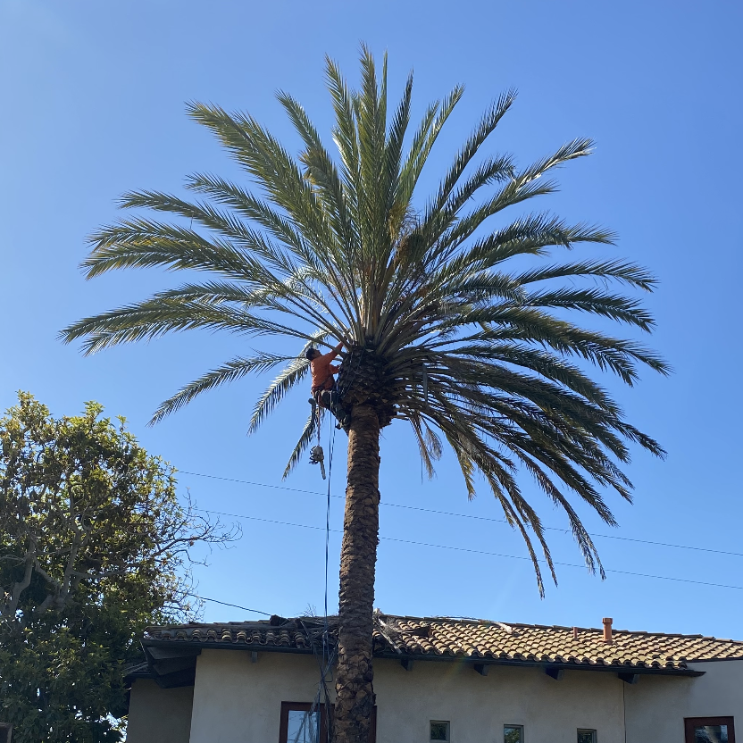 Palm Tree Trimming