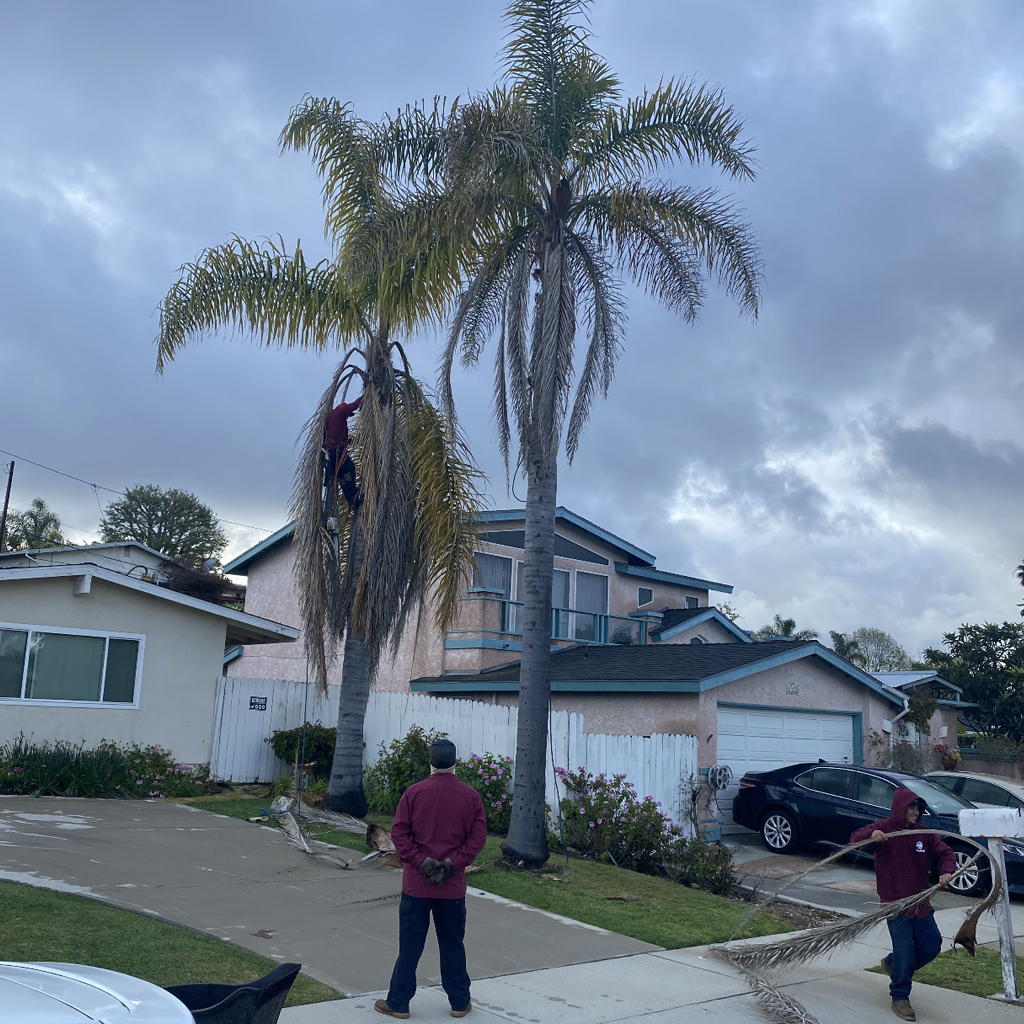 Palm Tree Prunning