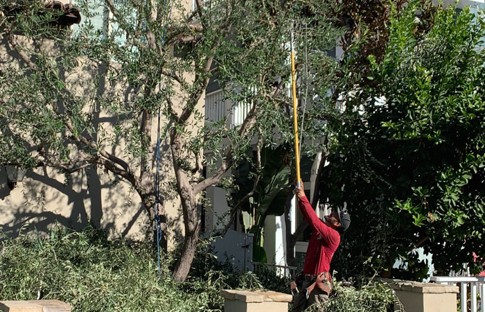 Brush Clearance