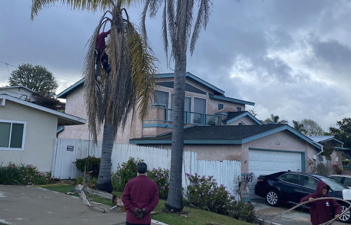 Palm Tree Service