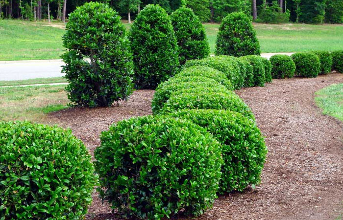 Shrubs